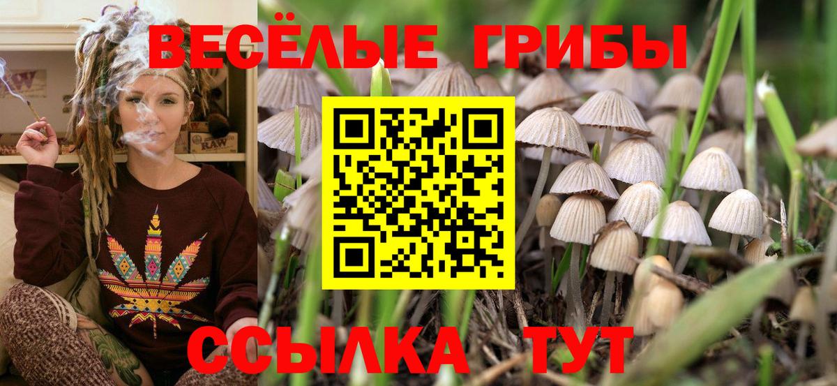 Бузулук  закладка  Вход с VPN  Псилоцибиновые грибы Psilocybine cubensis 